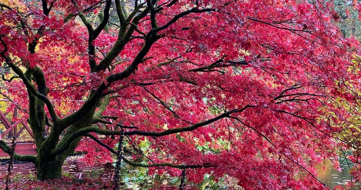 Autumnal Glory by Andy Marshall