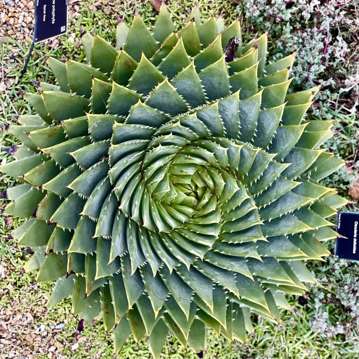 Andy Marshall 📸 on Twitter: "I walked around the majesty of Cambridge today, but never saw anything as beautiful as this little Aloe Polyphilia at ⁦@CUBotanicGarden⁩ Is wondering 🤔 Do they grow the opposite way down under?