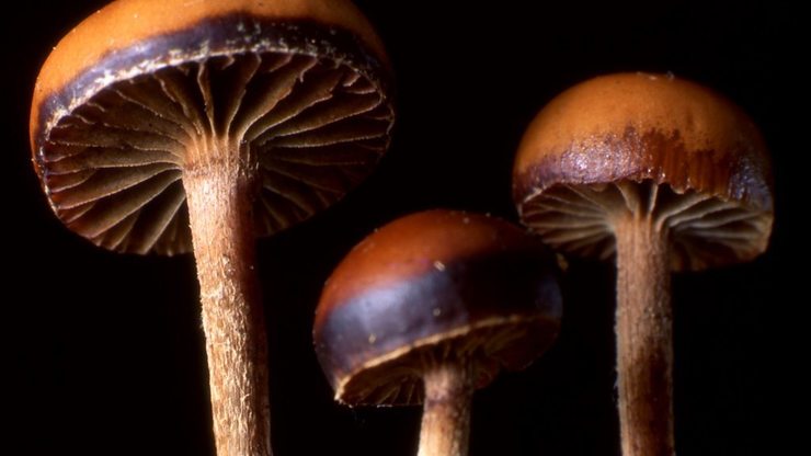 BBC Sounds - Fungi: The New Frontier - Available Episodes
Tim Hayward falls down a rabbit hole into the world of fungi, both ancient and largely hidden from view - and the research that's changing how we understand life on Earth.