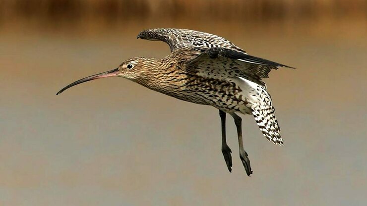 BBC Radio 4 - Tweet of the Day, Curlew