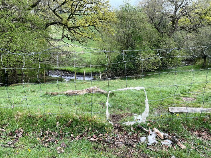 Andy Marshall 📸 on Twitter: "Whilst out in the Hodder Valley today I discovered a sheep time-warp-portal... 🐑🕐☄️🚪… "
