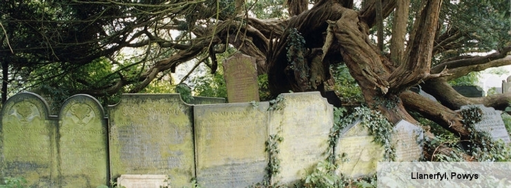 Ancient and Veteran Yew Trees, information about UK Yew Trees