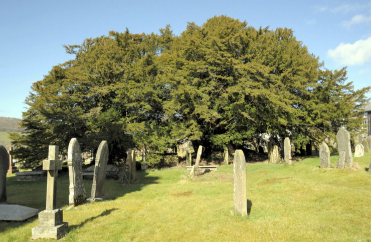 Ancient trees: the UK's oldest trees - Ancient Tree Inventory