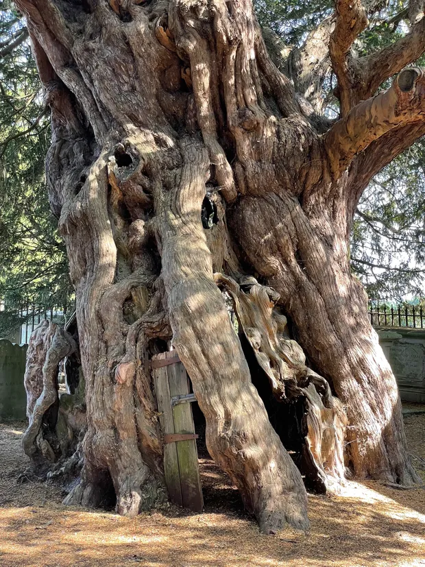 The Ancient Yew - Visitors Guide