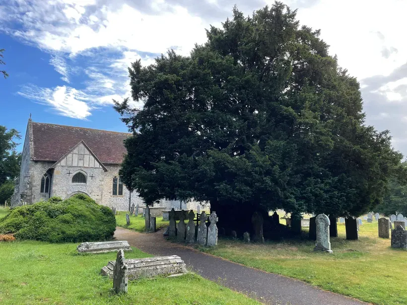 🟨 Treasure Hoard Entry: The ancient yew tree at Breamore, Hampshire