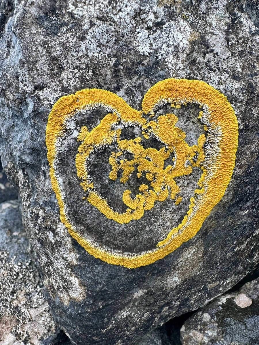 📍Loci: Britain’s Lichen Fields – Sanctuaries of Awe