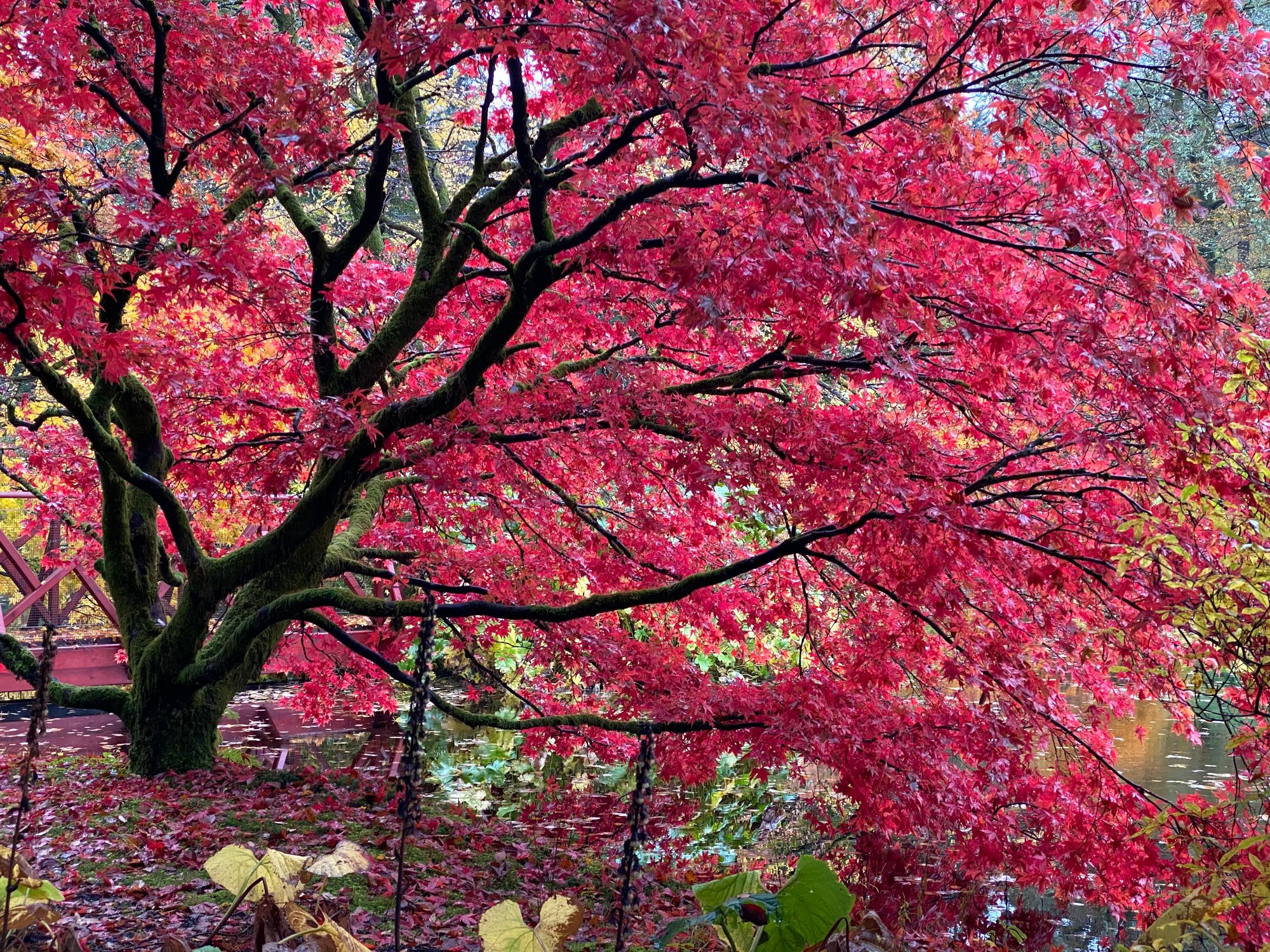 Autumnal Glory