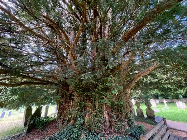 Be there: The yew tree at Breamore in glorious VR