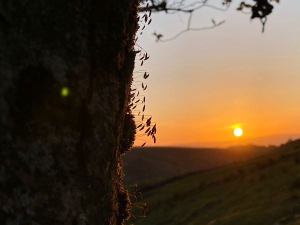 Lockdown Photography - The Tree